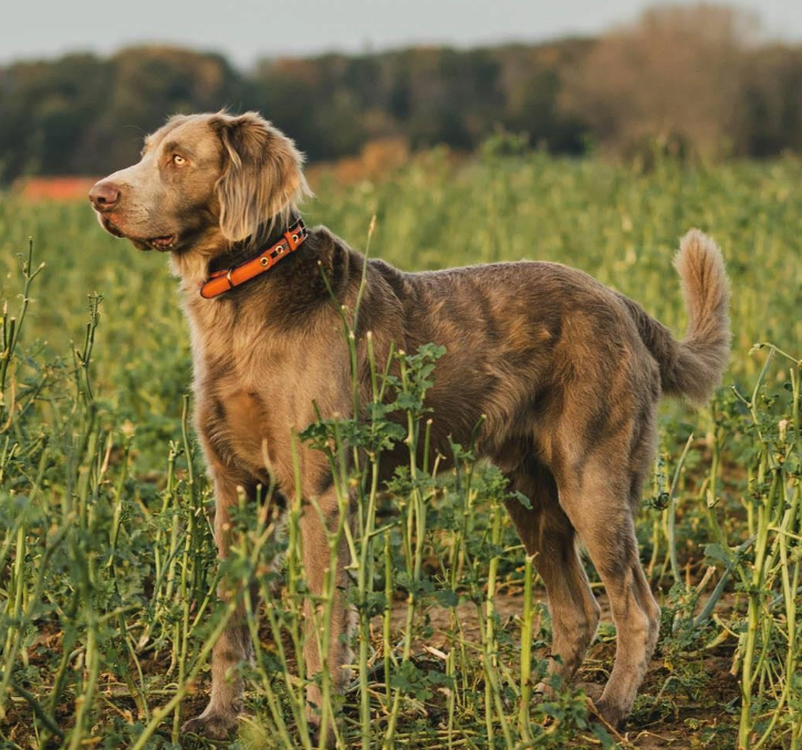 Limited Edition Tikal Leash & Collar